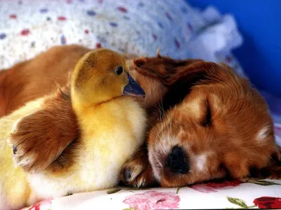 Cute Duckling Sleeping Animals Wallpaper 4K 1920x1440 Hd, Pc, Desktop, Wallpaper, Featuring, A, Cute, Duckling, Sleeping, Puppy, Snuggled, Together, White, Landscape, Full HD