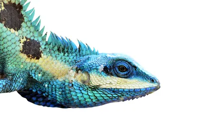 Calotes Mystaceus Indo Chinese Wallpaper 4K, Nature category