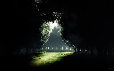 Serene Dark Wallpaper Black/Dark Wallpaper 4K 2560x1600 A, Dark, Forest, Meadow, Illuminated, By, Soft, Light, Creating, Serene, Contrast, Between, White, Brown, Ultrawide, QHD