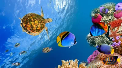 Sleek Turtle Wallpaper Animals Wallpaper 4K 1920x1080