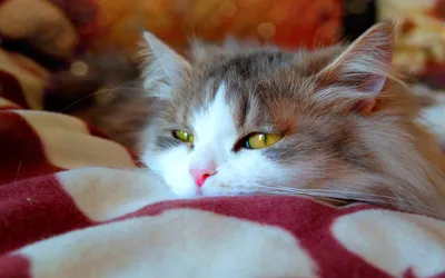 Vibrant Animal Wallpaper Animals Wallpaper 4K 2560x1600 Animal, Cat, Hd, Desktop, Wallpaper, Background, Image, Gray, Ultrawide, QHD