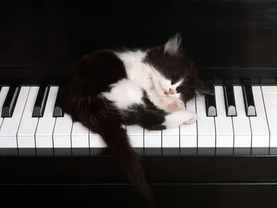 Bright Black Wallpaper Black/Dark Wallpaper 4K 1600x1200 A, Black, And, White, Kitten, Sleeps, Peacefully, On, Keys, Piano, Creating, Charming, Landscape