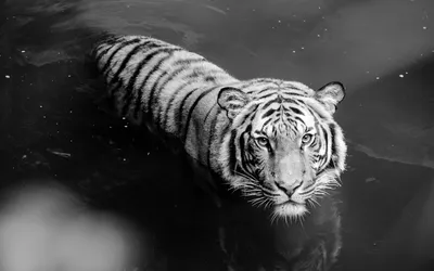 White Tiger Standing Water Black Black/Dark Wallpaper 4K 1920x1200 Hd, Desktop, Wallpaper, Featuring, A, White, Tiger, Standing, Water, Captured, Black, Gazes, Gray, Ultrawide, Full HD