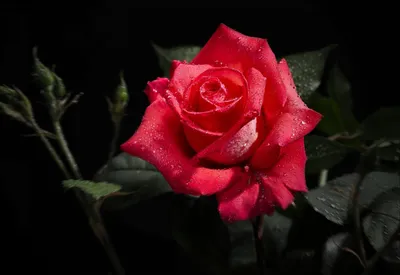 Epic Vibrant Wallpaper Black/Dark Wallpaper 4K 3000x2060 Vibrant, Red, Rose, With, Dewdrops, Against, A, Dark, Showcasing, Beauty, Nature, Desktop, Pink, Landscape, QHD