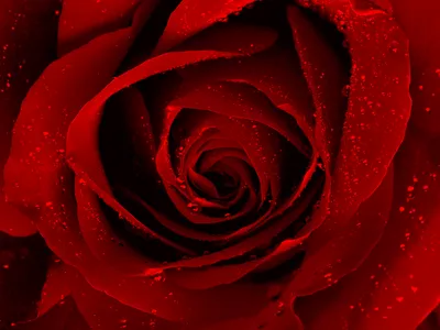 Vibrant Red Rose Covered Wallpaper 4K, Abstract category