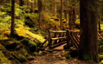 Misty Nature Wallpaper Nature Wallpaper 4K 1920x1200