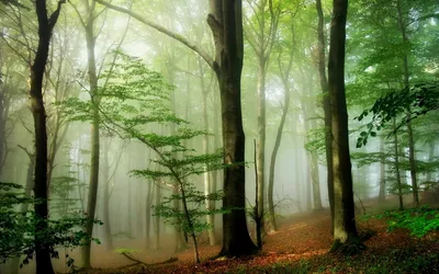 Sleek Nature Wallpaper Nature Wallpaper 4K 1920x1200