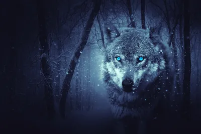 Wolf Blue Eyes Standing Nature Wallpaper 4K 5616x3744 Hd, Desktop, Wallpaper, Featuring, A, Wolf, With, Blue, Eyes, Standing, Snowy, Forest, Brown, Landscape, 4k