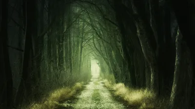Dark Dark Wallpaper Nature Wallpaper 4K 3840x2160 A, Dark, Forest, Path, Surrounded, By, Tall, Trees, Grass, Leading, Distant, Illuminated, Gray, Ultrawide, 4k