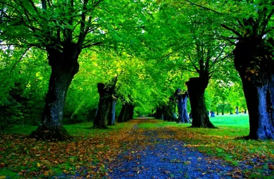 Bright Nature Wallpaper Nature Wallpaper 4K 1368x892