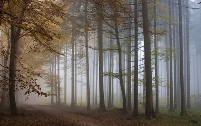 Nature Forest Nature Nature Wallpaper 4K 1920x1200