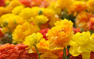Full Flowers Cave Flower Nature Wallpaper 4K 2880x1800
