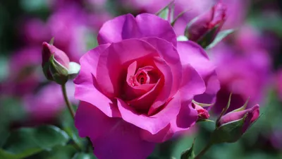 Serene Rose Wallpaper Nature Wallpaper 4K 1920x1080
