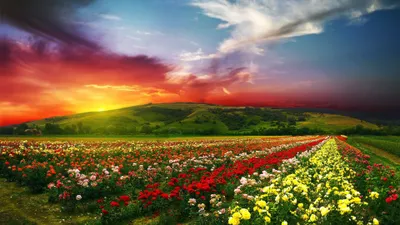 Nature Flowers Flower Nature Wallpaper 4K 3840x2160