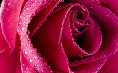 Dark Flower Wallpaper Nature Wallpaper 4K 2560x1600