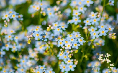 Vivid Meadow Wallpaper Nature Wallpaper 4K 1920x1200