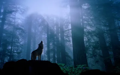 Sleek Wolf Wallpaper Wallpaper 4K, Nature category