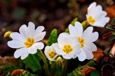 Moody Nature Wallpaper Nature Wallpaper 4K 3968x2645
