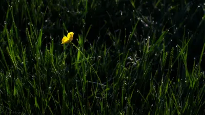 Single Yellow Buttercup Flower Stands Wallpaper 4K, Nature category