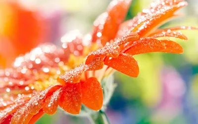 Flower Scenery Wallpaperbat Nature Wallpaper 4K 1920x1200