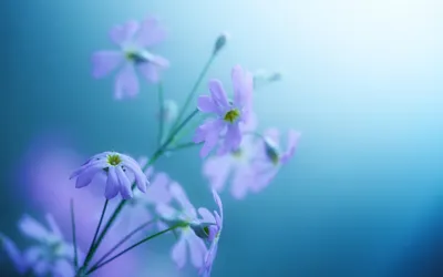 Natural Flower Wallpaperbat Nature Wallpaper 4K 2560x1600