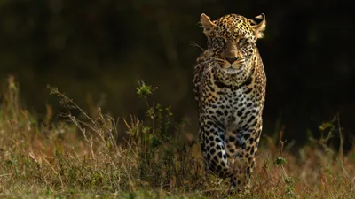 Animal Cave Animals Animals Wallpaper 4K 3840x2160