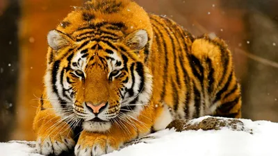 Misty Animal Wallpaper Animals Wallpaper 4K 7680x4320