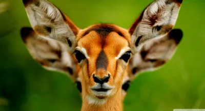 Animals Wallpaperaccess Animal Animals Wallpaper 4K 1504x819