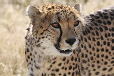 Dark Cheetah Wallpaper Animals Wallpaper 4K 3840x2560