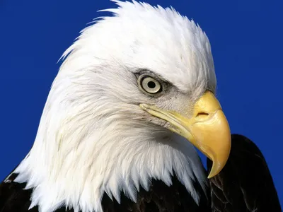 Majestic Bald Eagle Focused Wallpaper 4K, Abstract category