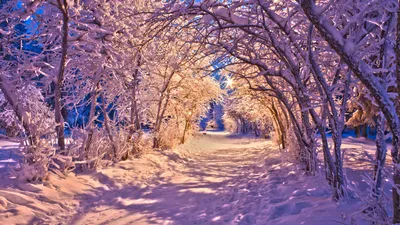 Serene Winter Pathway Wallpaper 4K, Nature category