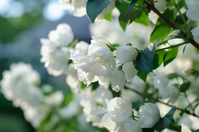 Sleek Spring Wallpaper Wallpaper 4K, Nature category