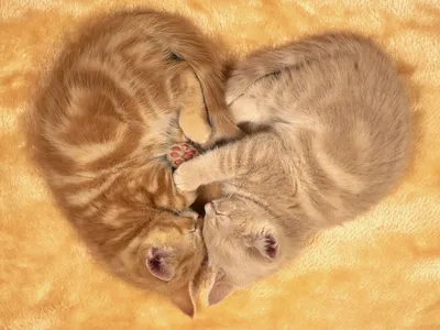 Bold Two Wallpaper Animals Wallpaper 4K 1600x1200 Hd, Desktop, Wallpaper, Featuring, Two, Cats, Cuddled, Together, Forming, Heart, Shape, Against, Orange, Gray, Landscape