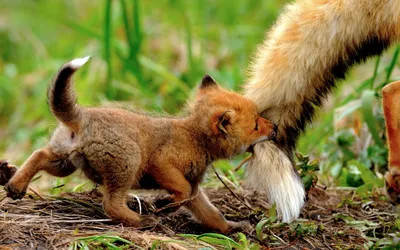 Dark Playful Wallpaper Animals Wallpaper 4K 1920x1200 Hd, Wallpaper, Of, A, Playful, Fox, Cub, Biting, Tail, Adult, Set, Against, Brown, Ultrawide, Full HD
