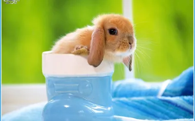 Radiant Cute Wallpaper Abstract Wallpaper 4K 1920x1200 Hd, Desktop, Wallpaper, Of, A, Cute, Hare, Sitting, Inside, Blue, Boot, Set, White, Ultrawide, Full HD