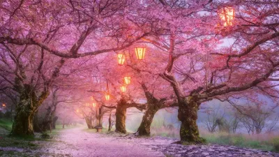 Serene Nature Lined Nature Wallpaper 4K 1920x1080 Hd, Desktop, Wallpaper, Featuring, A, Serene, Nature, Scene, Path, Lined, Cherry, Blossom, Gray, Ultrawide, Full HD