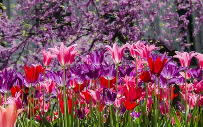 Moody Vibrant Wallpaper Nature Wallpaper 4K 2560x1600 A, Vibrant, Display, Of, Tulips, In, Shades, Red, Pink, Purple, Set, Against, Gray, Brown, Ultrawide, QHD