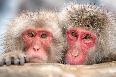 Vivid Animal Wallpaper Animals Wallpaper 4K 5550x3700 Animal, Japanese, Macaque, Snow, Monkey, Hd, Desktop, Wallpaper, Gray, Landscape, 4k