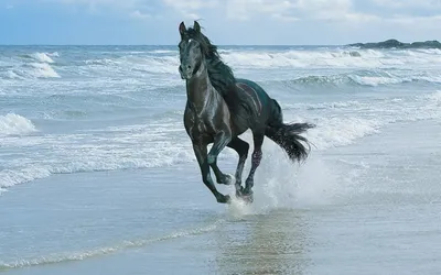 Misty Majestic Wallpaper Animals Wallpaper 4K 1920x1200 Hd, Desktop, Wallpaper:, Featuring, A, Majestic, Black, Horse, Running, Along, Shoreline, Waves, Gray, White, Ultrawide, Full HD