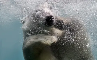 Animal Polar Bear Animals Wallpaper 4K 1920x1200 Animal, Polar, Bear, Hd, Desktop, Wallpaper, Background, Gray, Ultrawide, Full HD