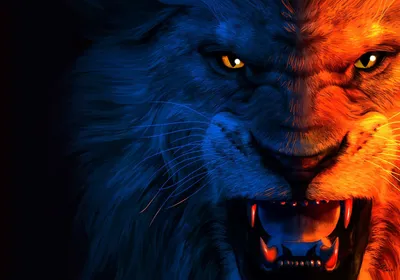 Golden Lion Wallpaper Animals Wallpaper 4K 1920x1342