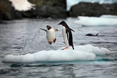 Quad Two Penguins Floating Wallpaper 4K, Nature category