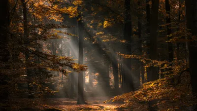 Sunbeams Filter Trees Nature Wallpaper 4K 2048x1152 Sunbeams, Filter, Through, Trees, In, An, Autumn, Forest, Captured, High-definition, Desktop, Highlighting, Gray, Brown, Ultrawide, Full HD