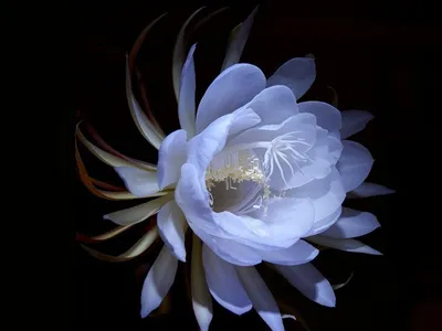 Close White Cactus Wallpaper 4K, Nature category