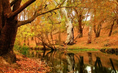 Vivid Serene Wallpaper Nature Wallpaper 4K 1920x1200 A, Serene, Fall, Landscape, Featuring, Vibrant, Autumn, Foliage, Reflected, Tranquil, Stream, Surrounded, Brown, Orange, Ultrawide, Full HD