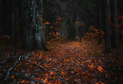 Forest Covered Vibrant Fallen Nature Wallpaper 4K 2048x1397 Hd, Desktop, Wallpaper, Featuring, A, Forest, Path, Covered, Vibrant, Fallen, Leaves, During, Brown, Landscape, Full HD