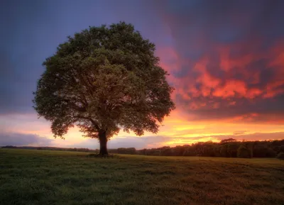 Majestic Tree Stands Alone Lush Nature Wallpaper 4K 2560x1850 A, Majestic, Tree, Stands, Alone, In, Lush, Field, Silhouetted, Against, Vibrant, Sunset, Brown, Landscape, QHD