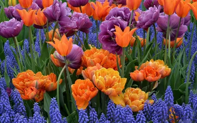 Vibrant Lush Display Orange Purple Nature Wallpaper 4K 1920x1200 A, Vibrant, Hd, Wallpaper, Featuring, Lush, Display, Orange, Purple, Blue, Flowers, Capturing, Red, Ultrawide, Full HD