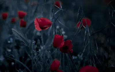 Bright Red Poppies Amidst Black/Dark Wallpaper 4K 1920x1200 Hd, Desktop, Wallpaper, Featuring, Bright, Red, Poppies, Amidst, Dark, Moody, Foliage, Creating, Brown, Ultrawide, Full HD