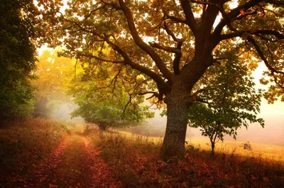 Serene Forest Lined Trees Nature Wallpaper 4K 2100x1395 A, Serene, Forest, Path, Lined, With, Trees, Showcasing, Colorful, Fall, Leaves, Bathed, Brown, Ultrawide, Full HD